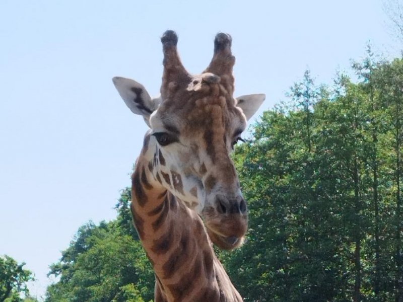 Výlet do Zoo Dvůr Králové nad Labem 2.B a 2.D
