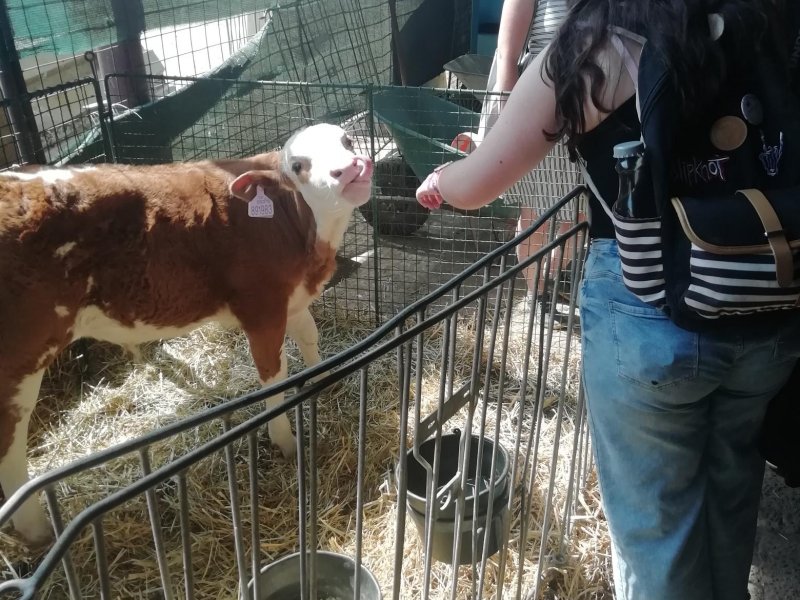 Farma zvířátek, 8.C