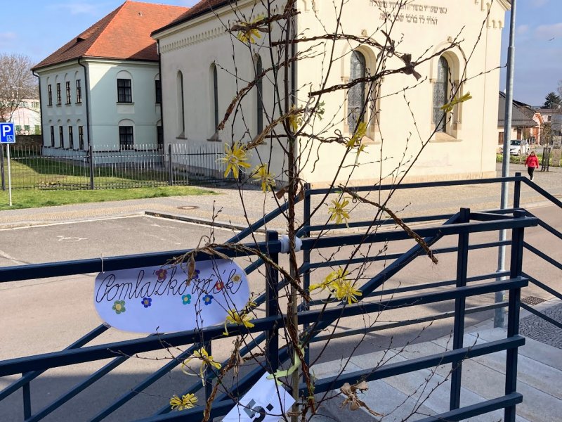 Volte Pomlázkovník